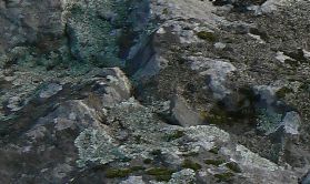 Korstmossen op een dolmensteen